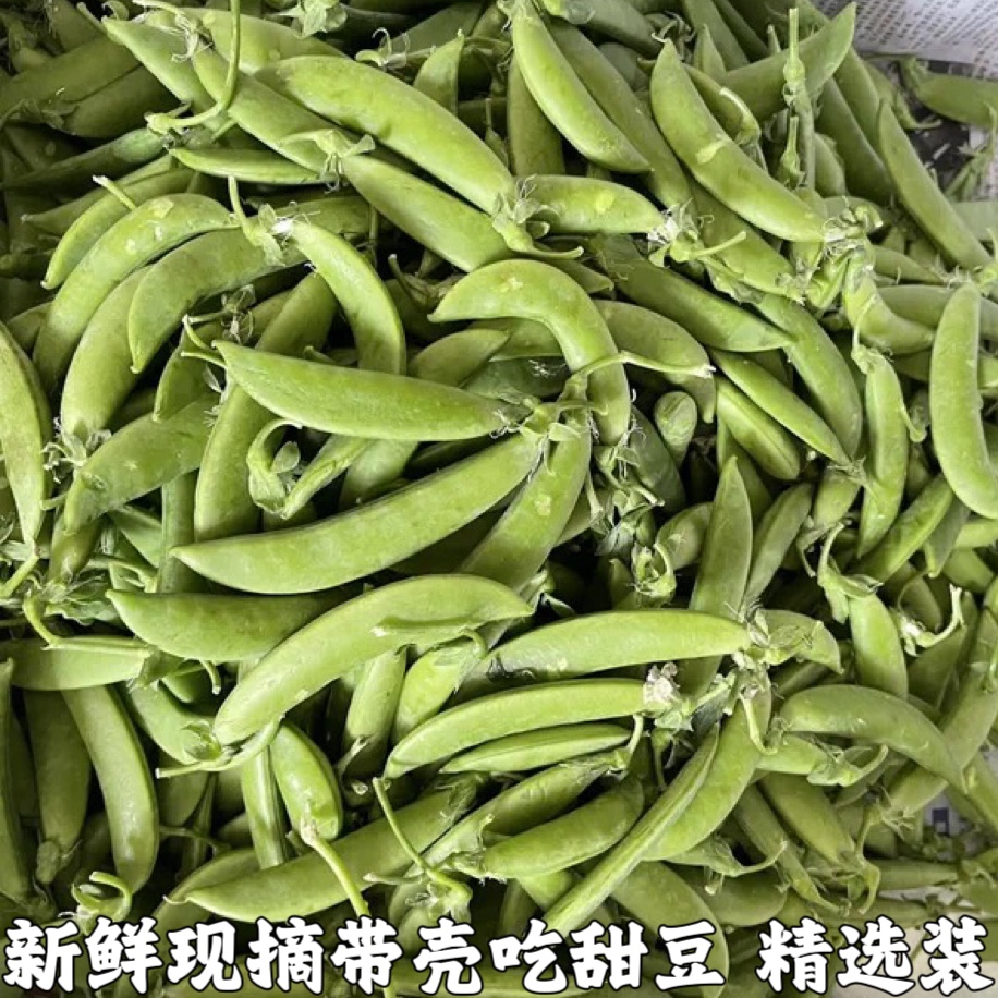 新鲜甜豆带壳甜豆青豆鲜豌豆荚青豌豆非荷兰豆甜豌豆农家蔬菜包邮