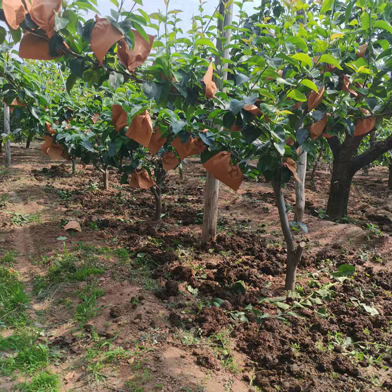 秋月梨正宗山东莱阳特产新鲜水果脆甜当季现摘10斤水果梨子包邮