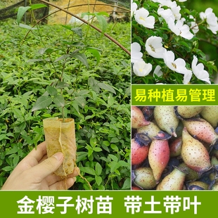 金樱子树苗带刺野生品种梨有无刺果子中药材可入药泡酒带杯土发货