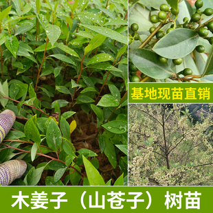 木姜子树苗改良高产山苍子树山胡椒香料树大鲜果榨油调料丰产品种