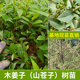 木姜子树苗改良高产山苍子树山胡椒香料树大鲜果榨油调料丰产品种