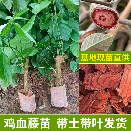 广西鸡血藤苗扦插种植苗