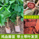 鸡血藤苗扦插杯苗广西正宗三叶特大红药材树苗种植基地带营养土球