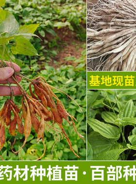 红花百部种苗对叶高产良种中药材大白紫花百条根长薯蔓生品种包邮