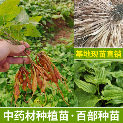 红花高产良种百部种苗中药材种植