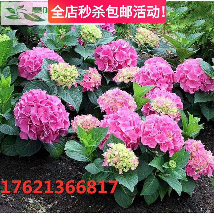 盆栽绿植抗冻价格 盆栽绿植抗冻图片 星期三 盆栽绿植抗冻价格 盆栽绿植抗冻图片 星期三