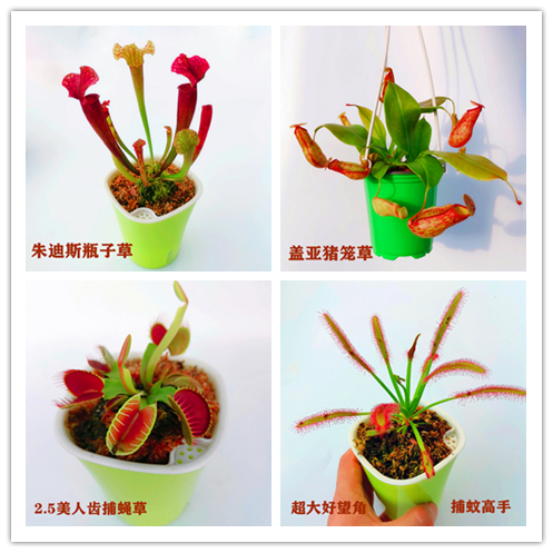 食虫草捕蝇草盆栽大苗猪笼草捕虫瓶子草茅膏菜食人花儿童桌面植物