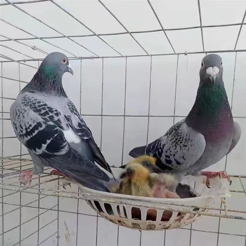 精品信鸽青年活体信鸽带环精品小信鸽血统鸽名家鸽幼鸽可开家