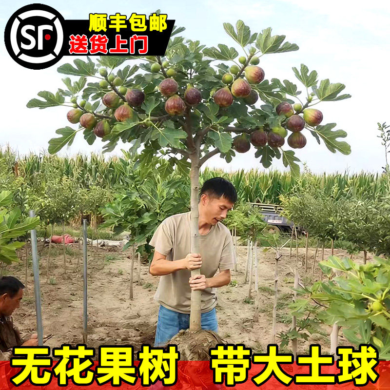波姬红无花果苗当年结果大果
