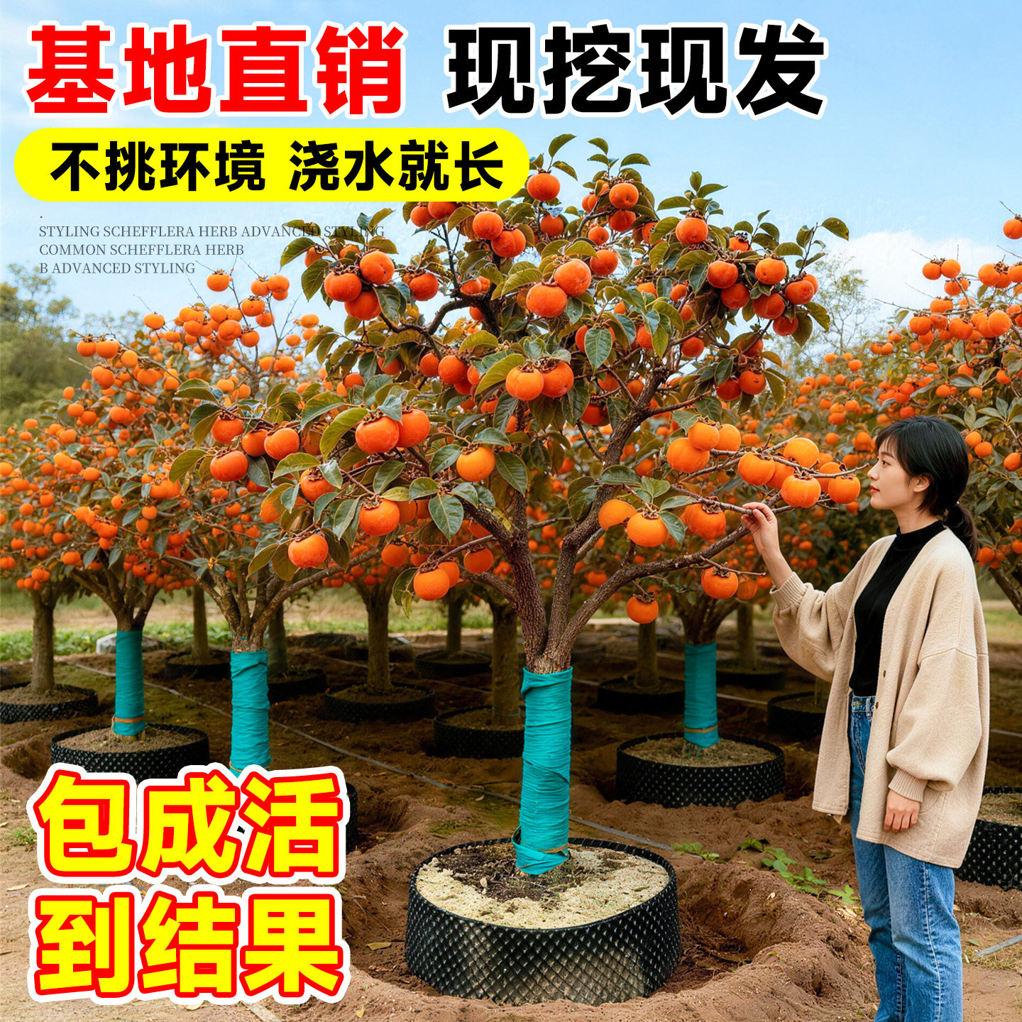 特大脆甜柿子树果苗火晶太秋盆栽地栽庭院果树南北方种植柿子苗树