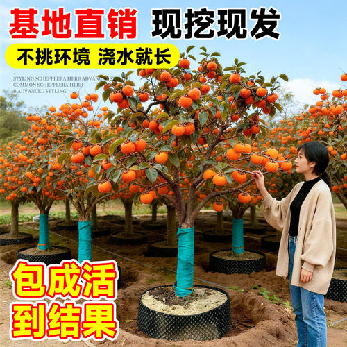 特大脆甜柿子树苗火晶柿子树果苗