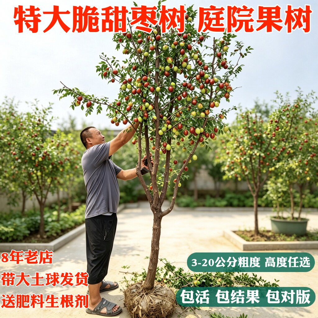带果发货冰糖枣冬枣树苗特大庭院图片