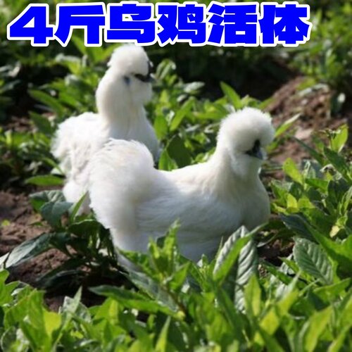 3斤白凤乌鸡活鸡4斤泰和乌鸡活体泰和白凤乌骨鸡活乌鸡三斤宠物鸡