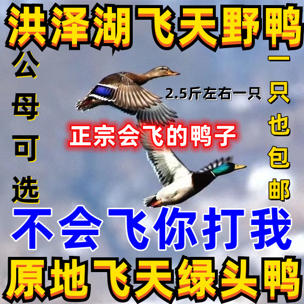 洪泽湖飞天野鸭活体会飞的鸭子飞天鸭活体斑嘴鸭活体绿头野鸭活体