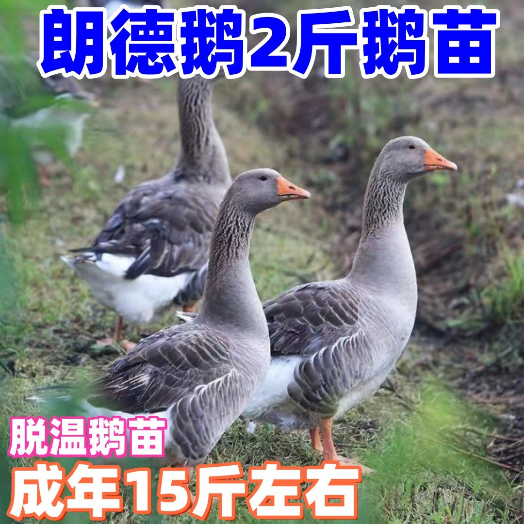 2斤朗德鹅活体正品雁鹅3斤灰鹅成年鹅产蛋王鹅大品种灰鹅红嘴雁鹅,宠物/宠物食品及用品,宠物鸭,淘宝优惠券,粉丝福利购,淘宝优惠卷
