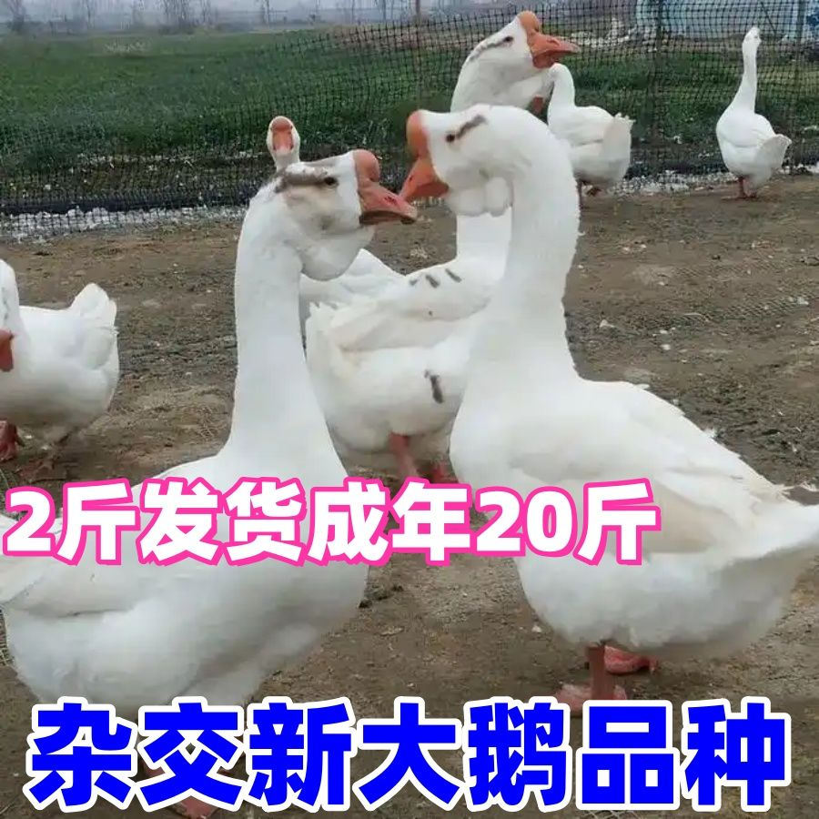 二斤大白鹅2斤活鹅2斤四季鹅大鹅活体三花鹅皖西鹅3斤白狮头鹅