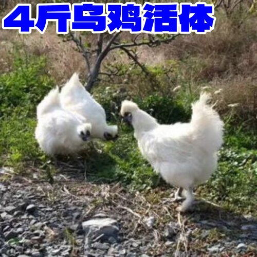 3斤白凤乌鸡活鸡4斤泰和乌鸡活体泰和白凤乌骨鸡活乌鸡三斤宠物鸡