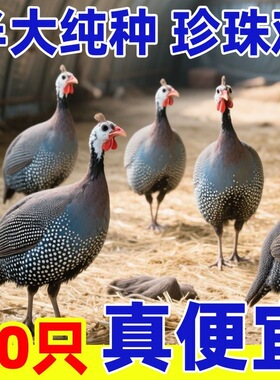 半斤左右珍珠鸡散养纯种珍珠鸡活体正宗小鸡七彩脱温山鸡土宠物鸡