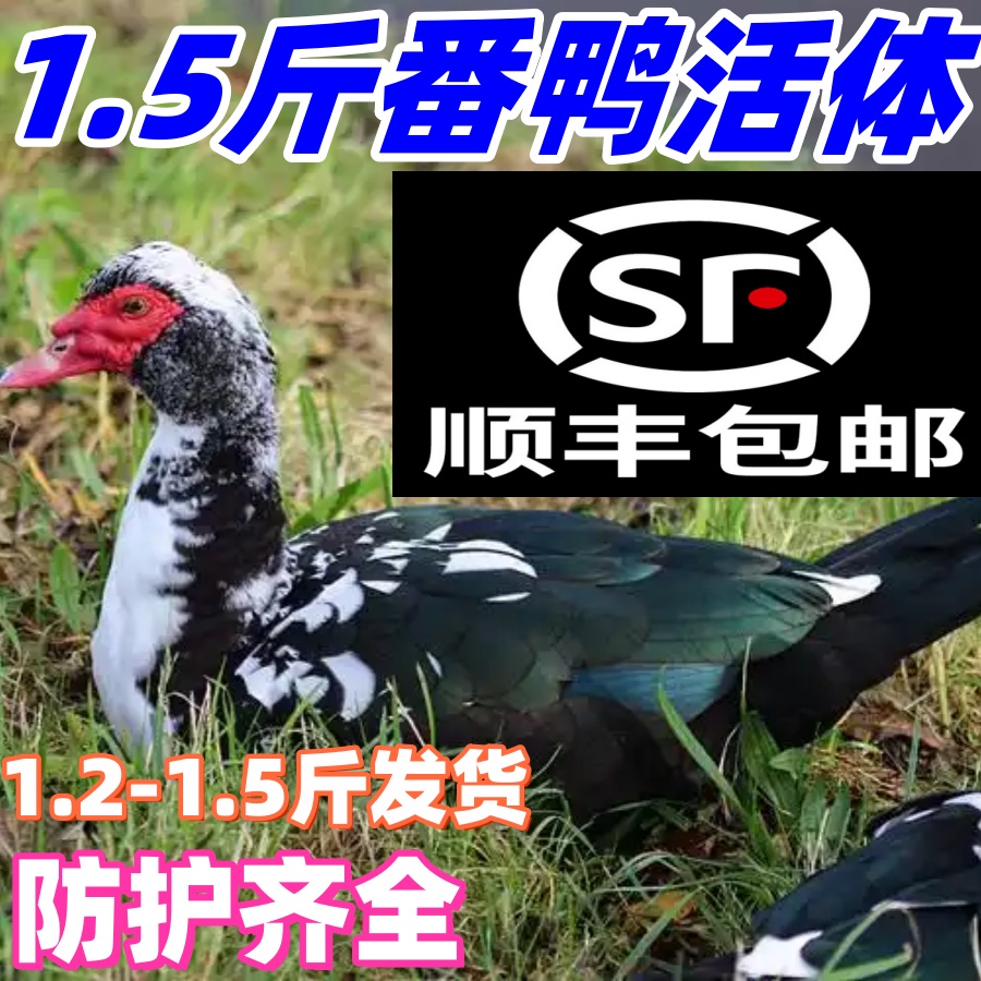 1.5斤黑番鸭活体番鸭活鸭红脸洋鸭鸳鸯鸭西洋鸭活体一斤番鸭活体