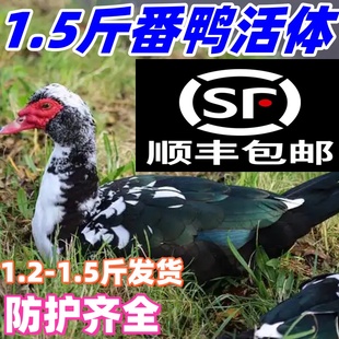 1.5斤黑番鸭活体番鸭活鸭红脸洋鸭鸳鸯鸭西洋鸭活体一斤番鸭活体