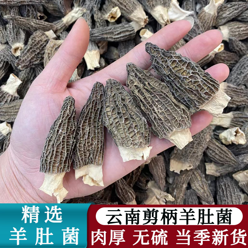 无硫云南高山野生羊肚菌500克