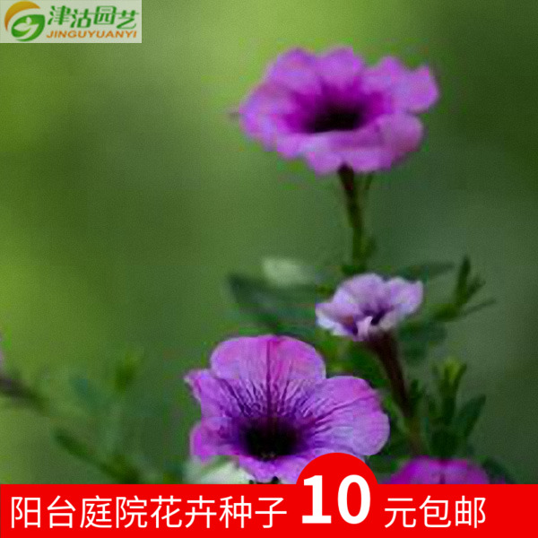 Âú10Ôª°üÓÊ ½ø¿Ú»¨»ÜÖÖ×Ó ´¹µõ°«Ç£Å£ÖÖ×Ó Ì½ÏÕ¼Ò À¶É«ÅèÔÔ»¨»Ü