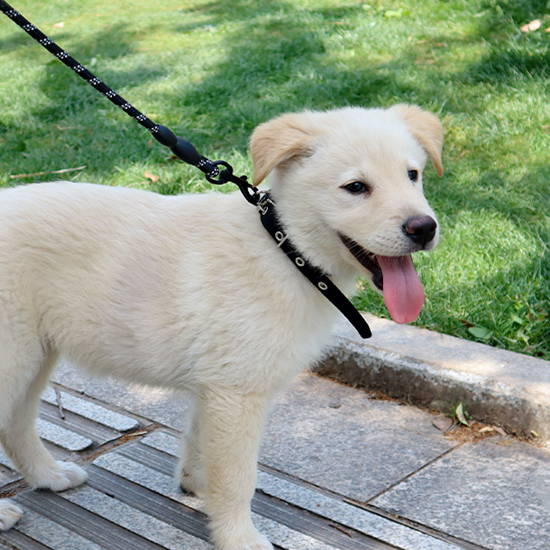 狗项圈大中小型犬宠物用品狗圈颈圈脖圈犬金毛泰迪围脖套头套狗绳