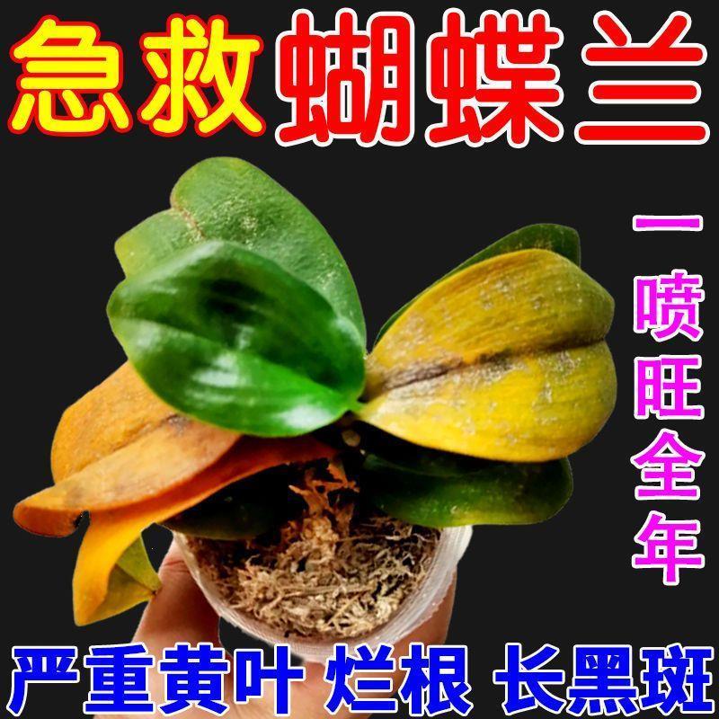 植物肥料养花营养液蝴蝶兰营养液快速促花剑开花防黄叶烂根黑斑植