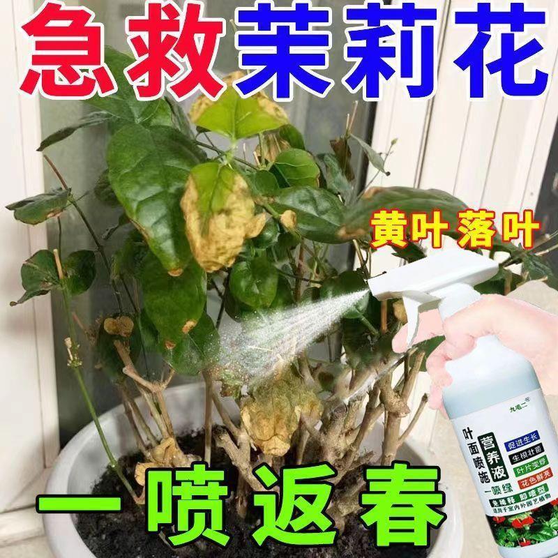 种花专用肥料花草营养液通用【一喷绿】茉莉花营养液防黄叶专治叶