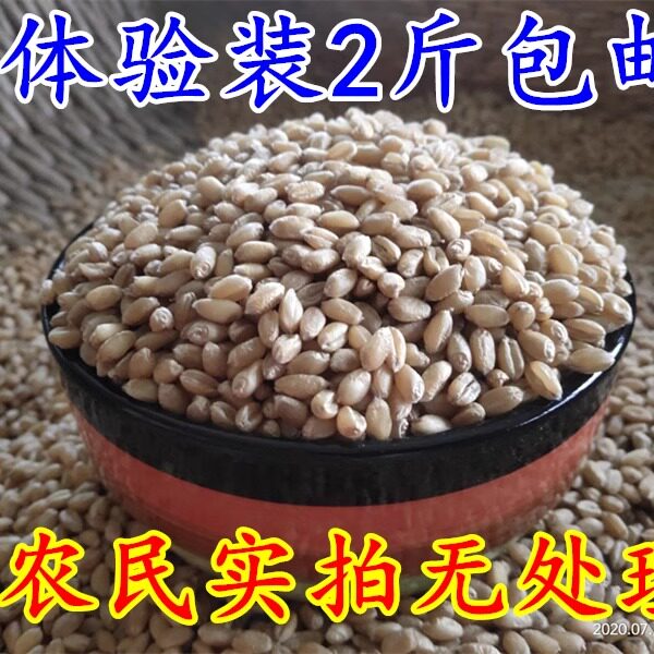 包邮2斤带皮小麦粒食用磨面药引麦芽糖发芽苗草种子榨汁酿酒猫草