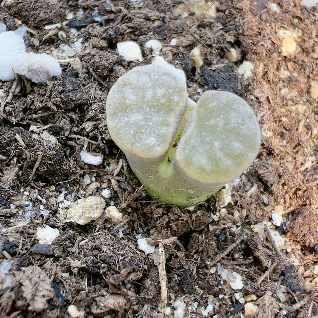 石生花屁股花5134雪花磁铁