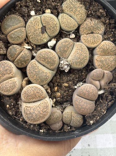 一物一拍特价南非一物一拍琉璃母本8941