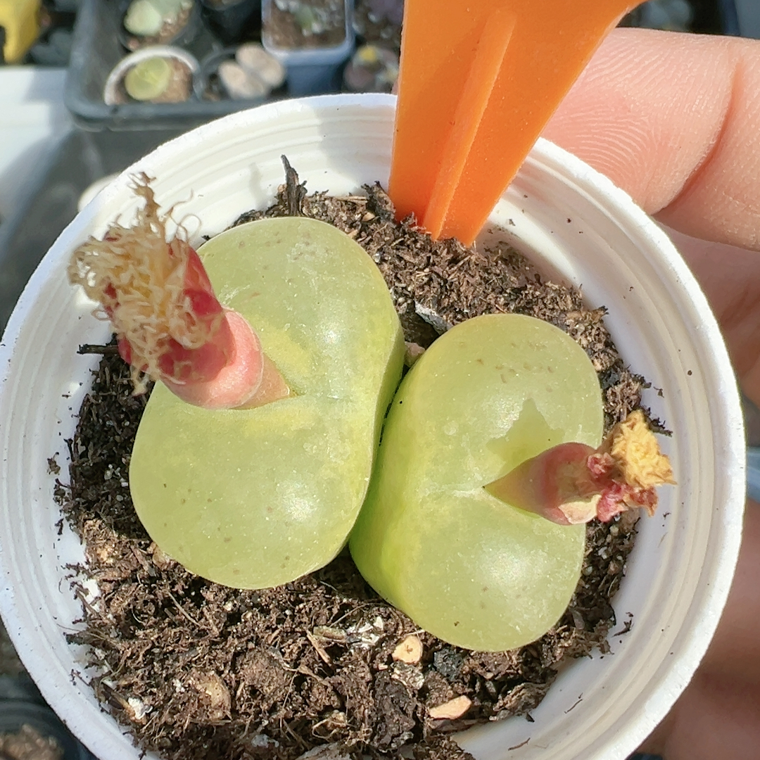 生石花切糕一物一拍4494