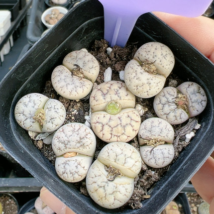 生石花石生花多品种5360云映玉