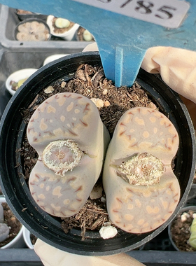 多品种混发精品多肉植物5785寿丽饼干