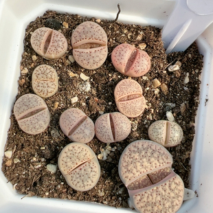 生石花切糕一物一拍6244血点朝贡