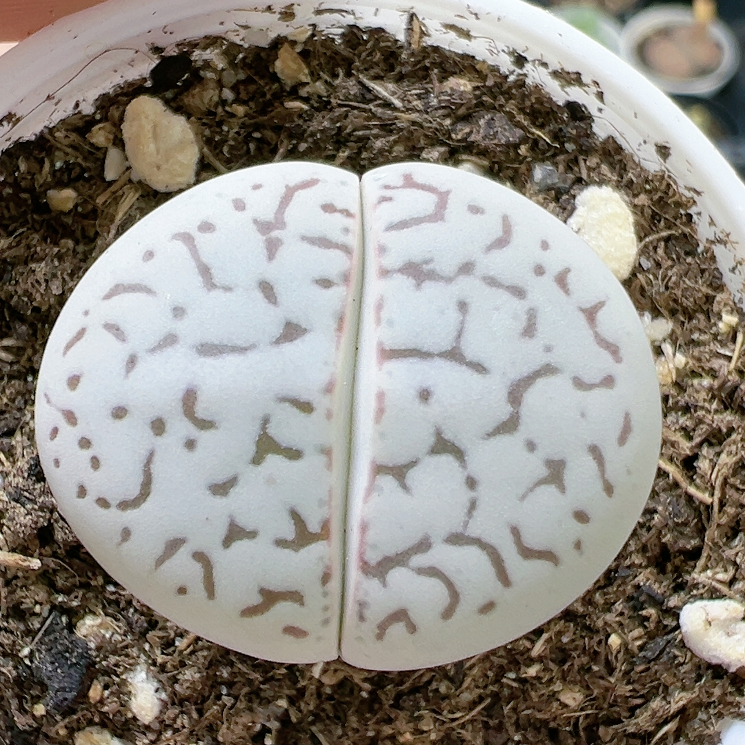 切糕一物一拍4450大白