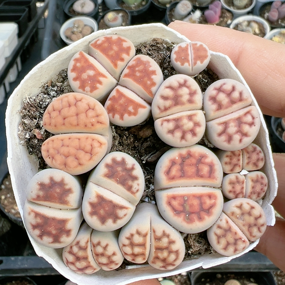 多肉植物南非彩色5366红窗花纹