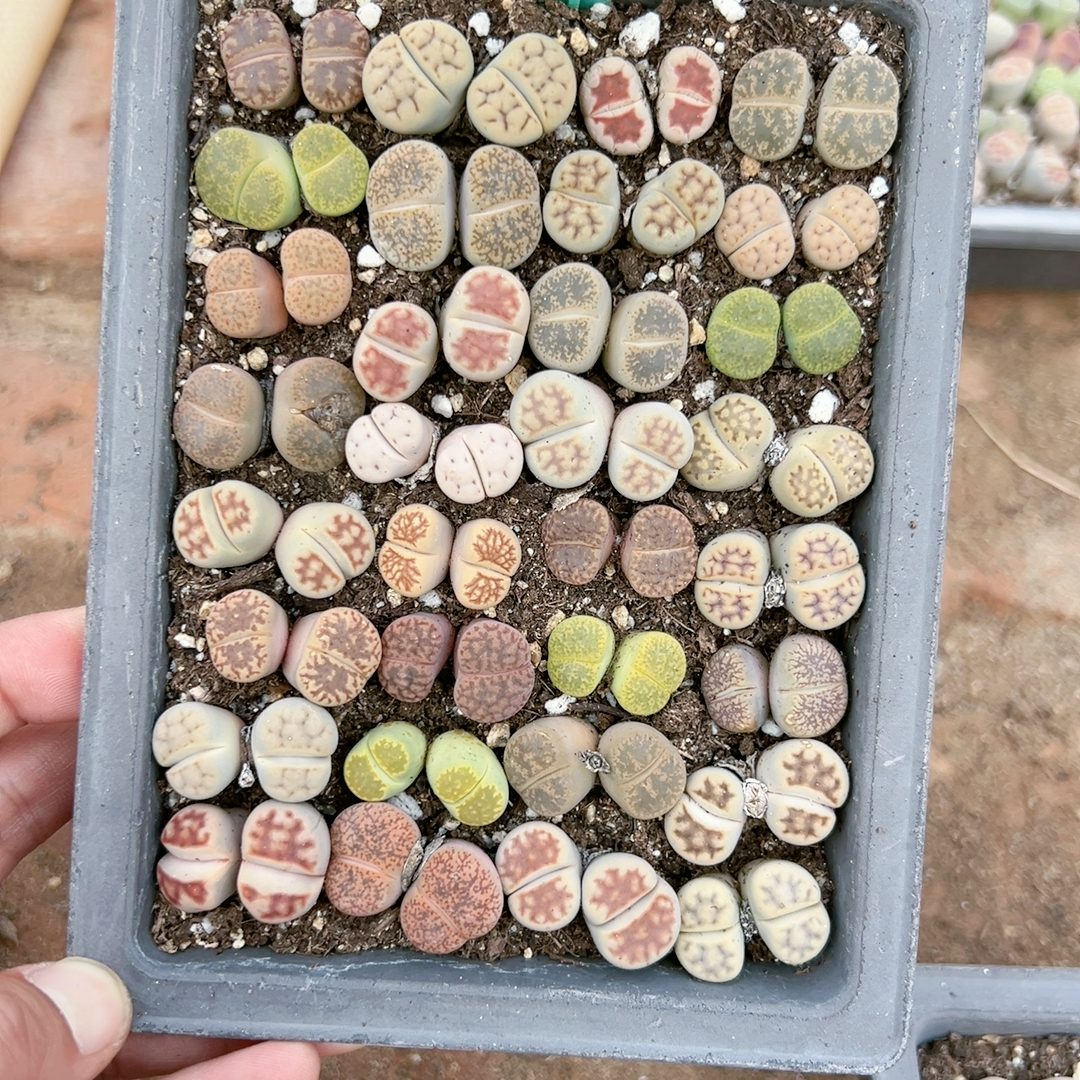 生石花切糕一物一拍7893