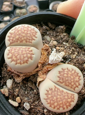 生石花切糕一物一拍7956茶福来