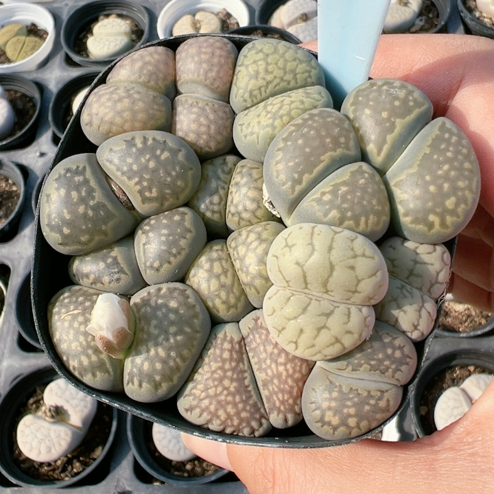 生石花切糕一物一拍4043