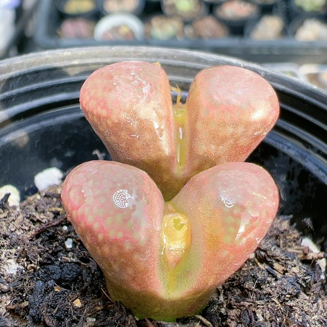 多肉植物南非7588粉眼痘痘