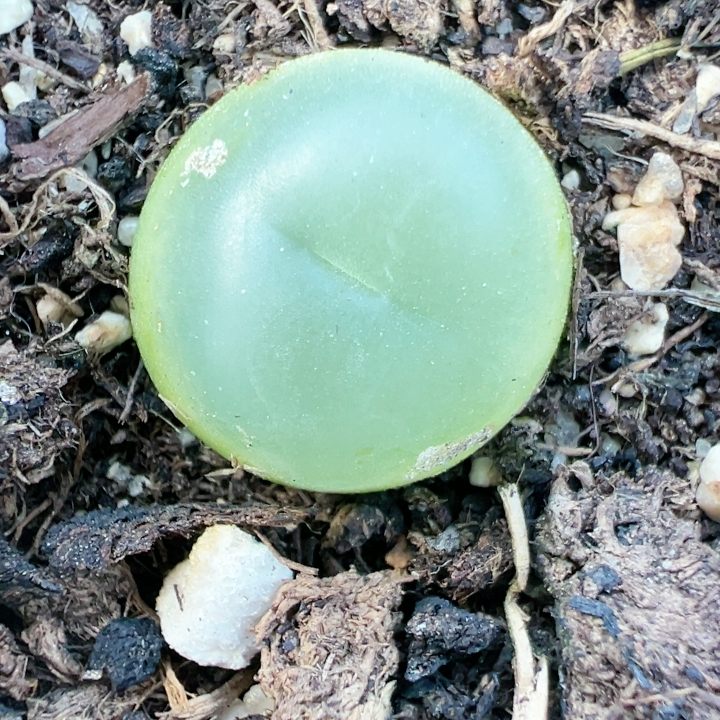 生石花石屁股花5091拉登