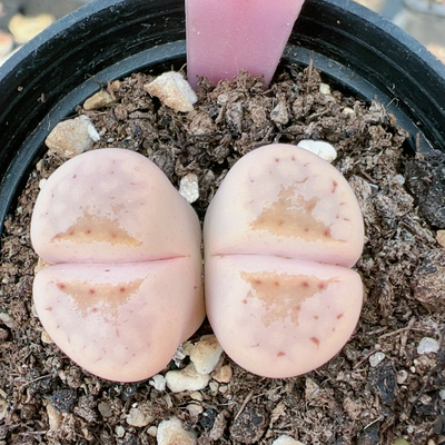 生石花切糕一物一拍5186粉唇