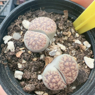 多品种混发精品多肉植物741血点朝贡