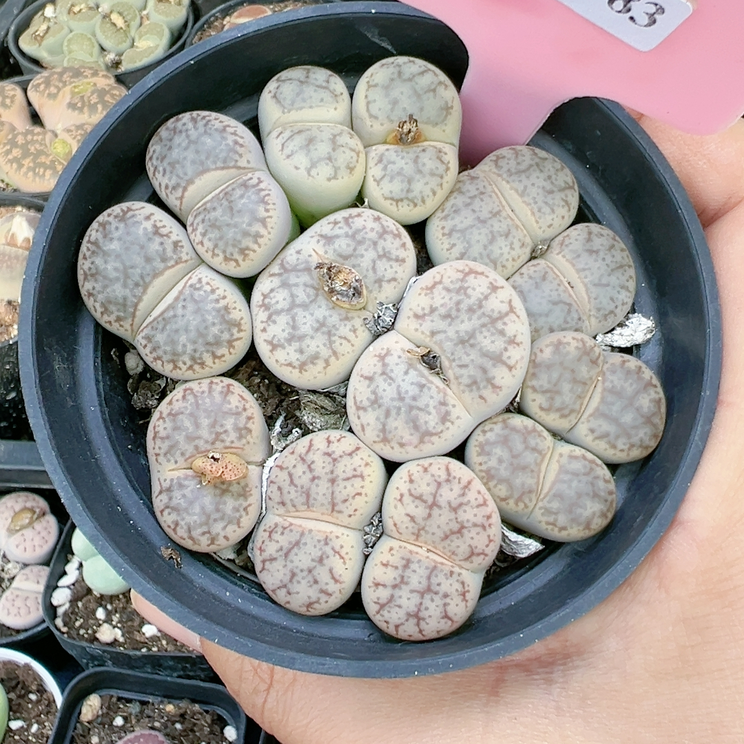 石生花屁股花6383曲玉