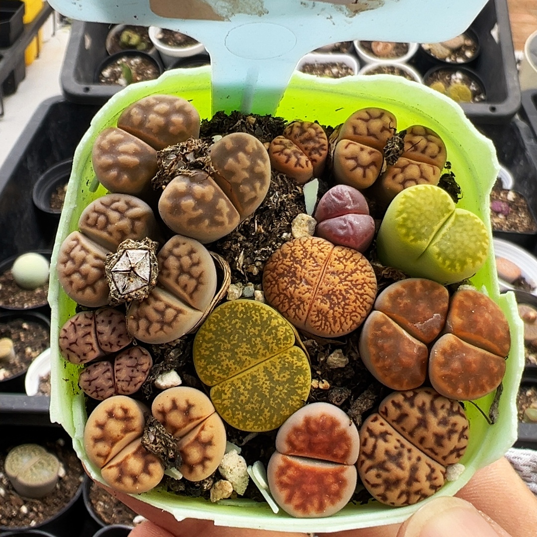 生石花石生花屁股花多品种混发精品多肉植物爆盆新手彩套6284