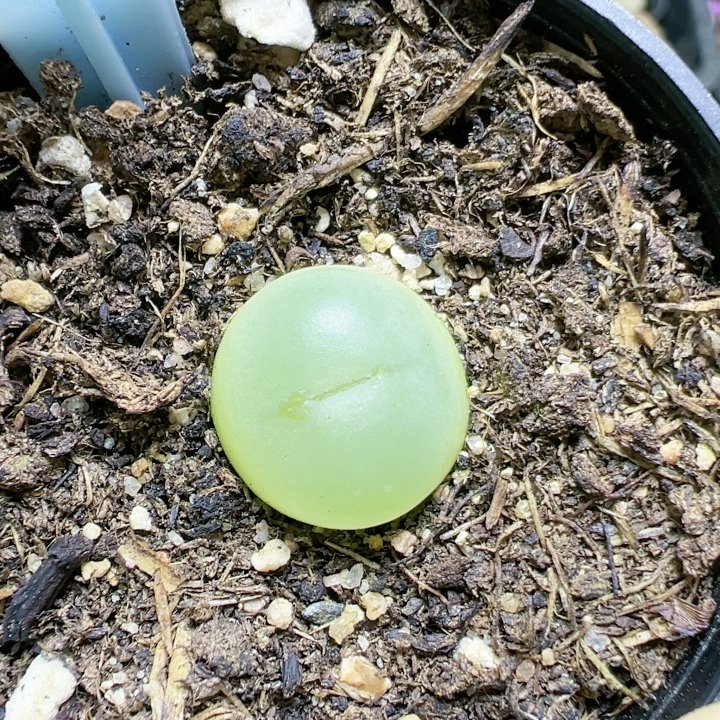 番杏科大年份特价南非混合种一物一拍4742拉登