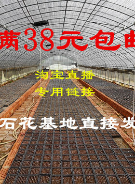 大众淘宝直播专用链接生石花