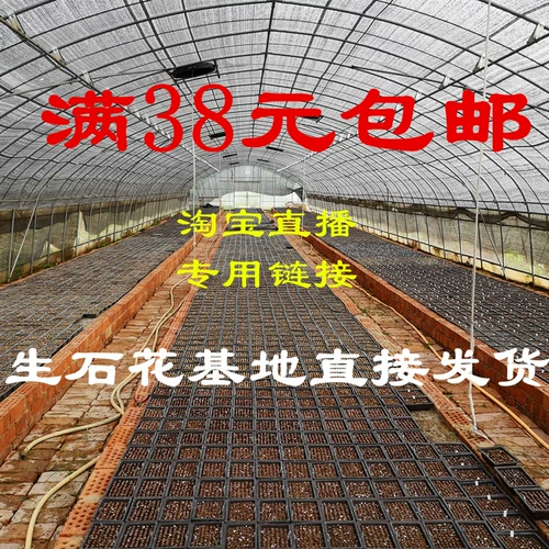 Volkswagen Stone Flower Taobao Live Link for Live